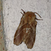 Eastern Tent Caterpillar Moth