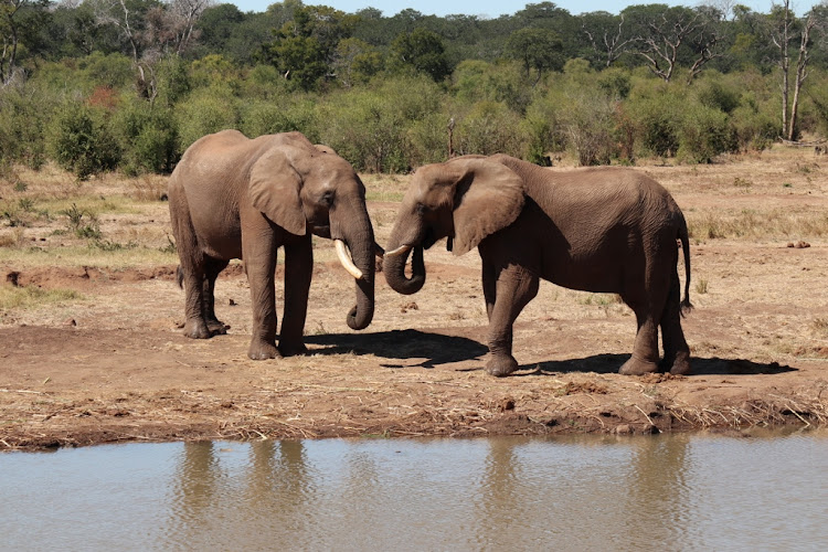 Get up close to Zimbabwe’s thriving elephant population during a game drive or walk.