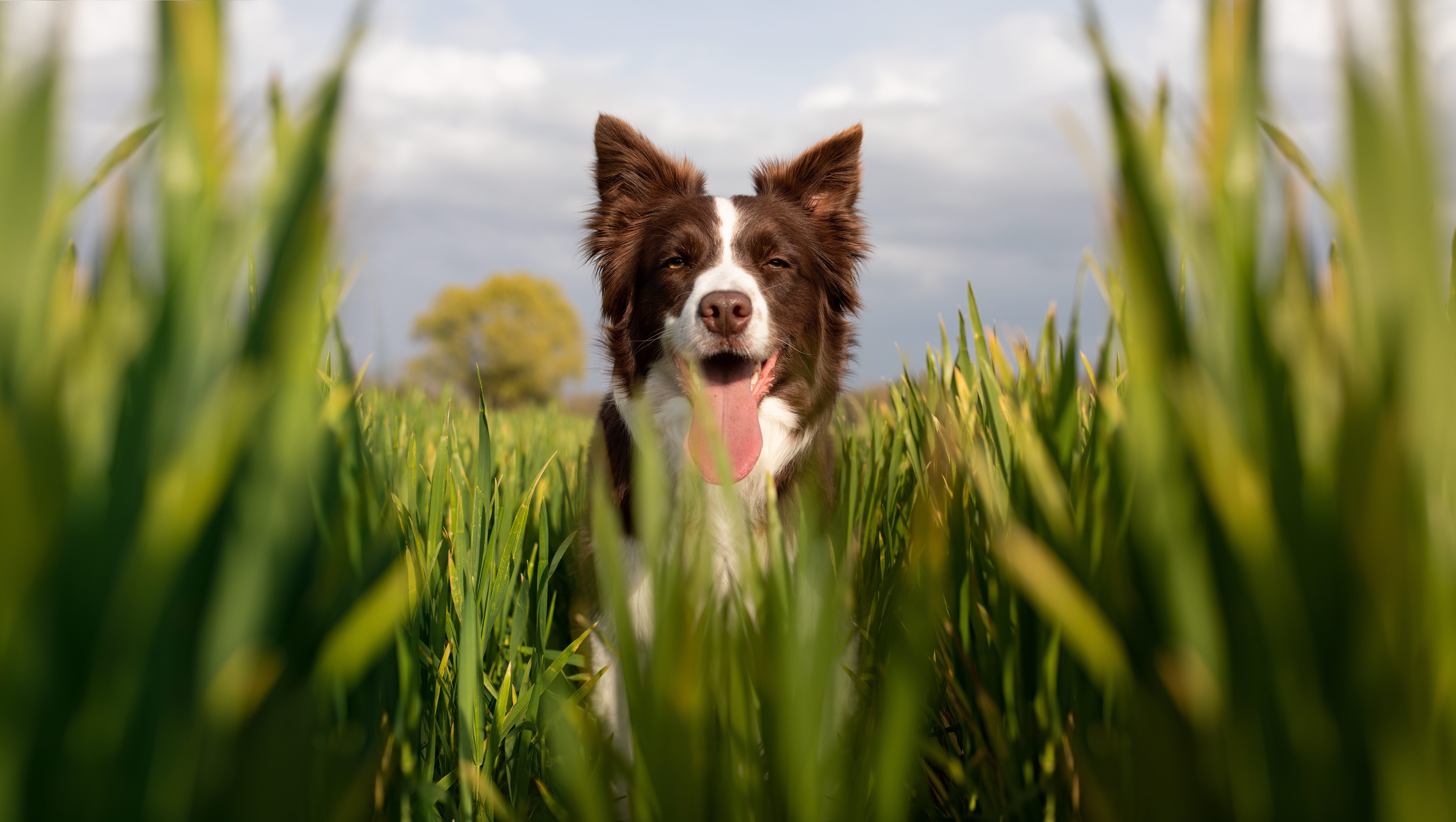 Border collie happiness di lercioammodo