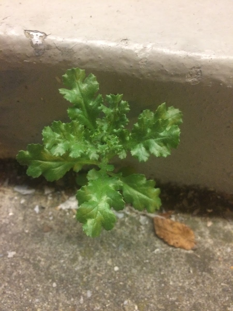 Common Groundsel