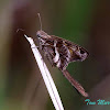 Blurry-striped Longtail