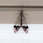 Pleasing Picture-winged Antlion