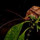 Dead Leaf Katydid