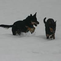 Snow and dogs... di 