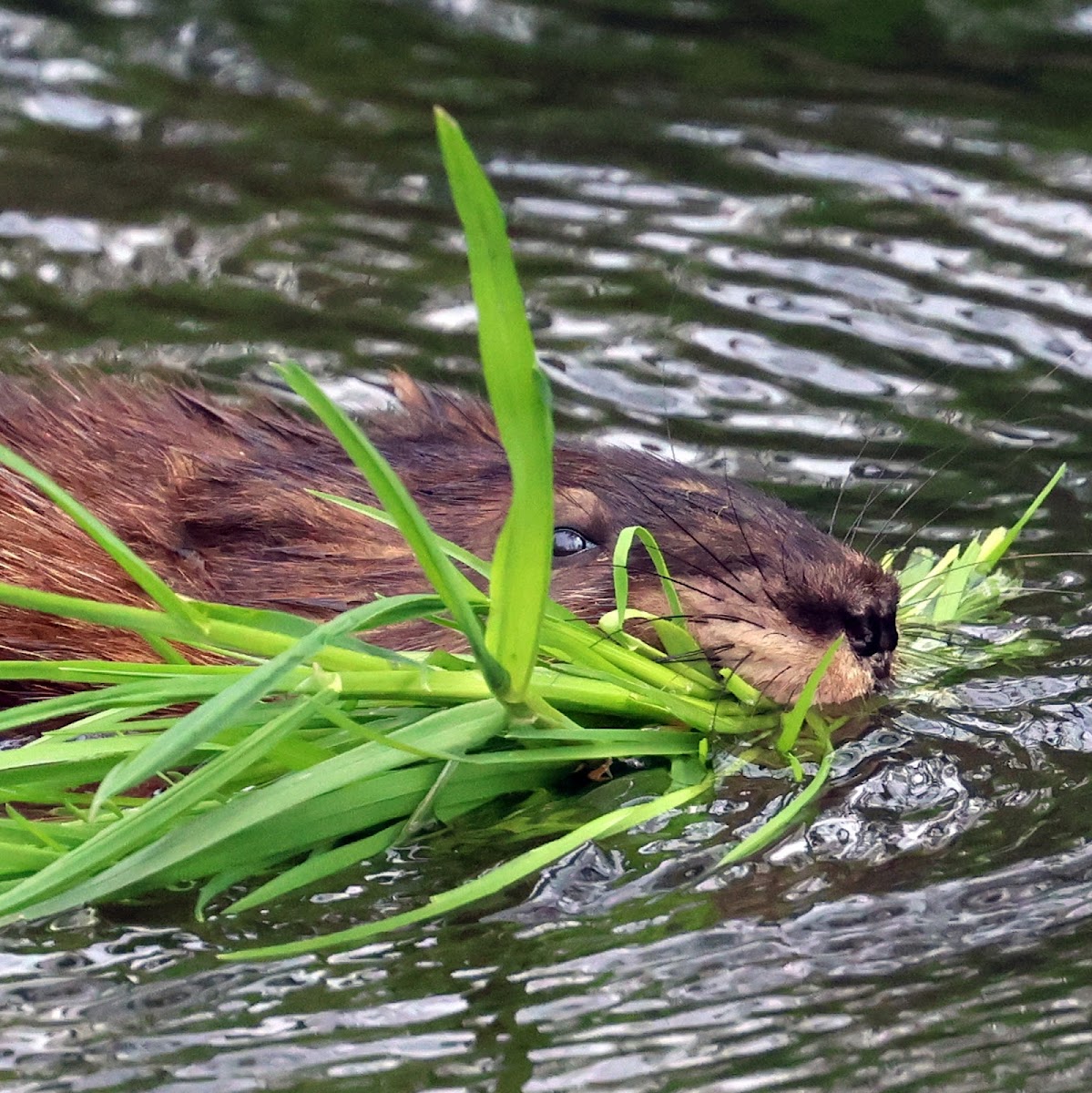 Muskrat