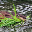 Muskrat