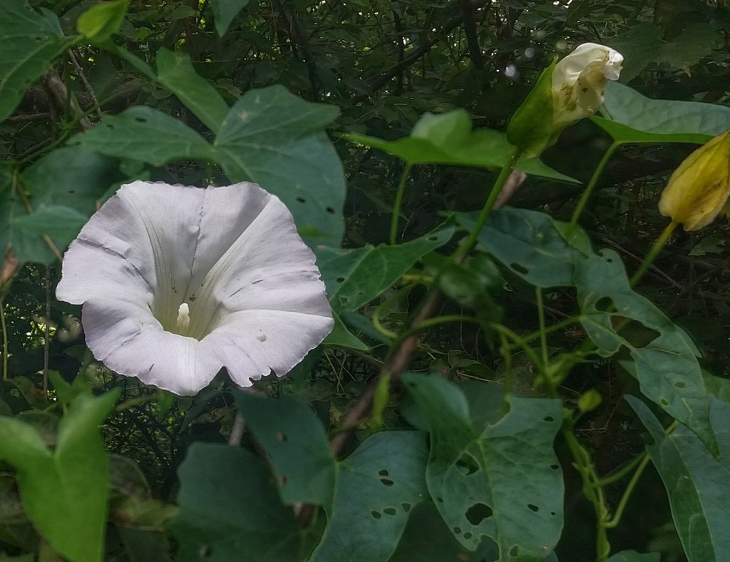 Hedge Bindweed