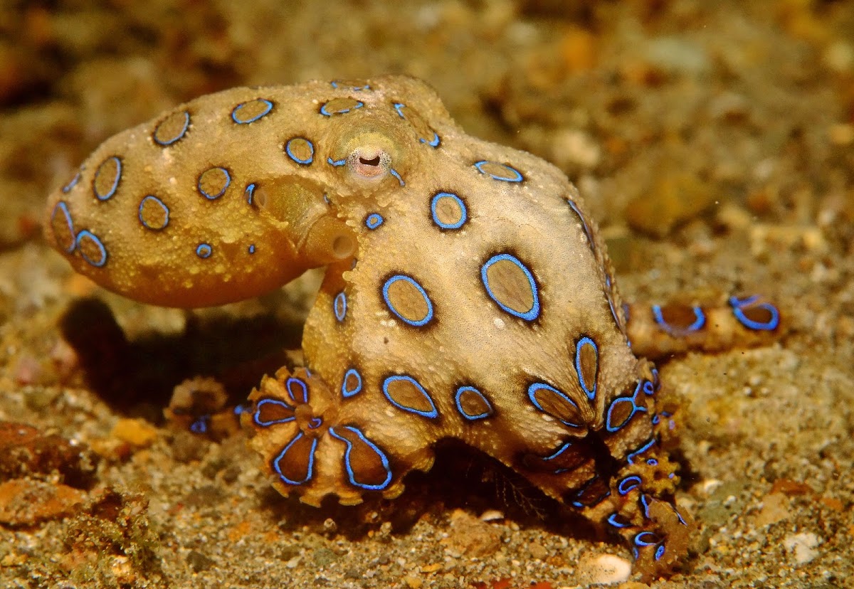 Greater Blue-Ringed Octopus