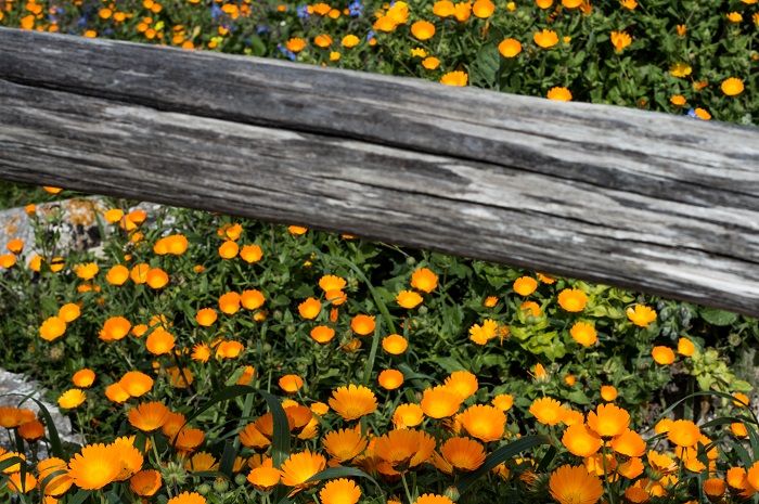 früjahr in orange di TS_73