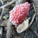 Ovos de  Pomacea sp. Ampullariidae