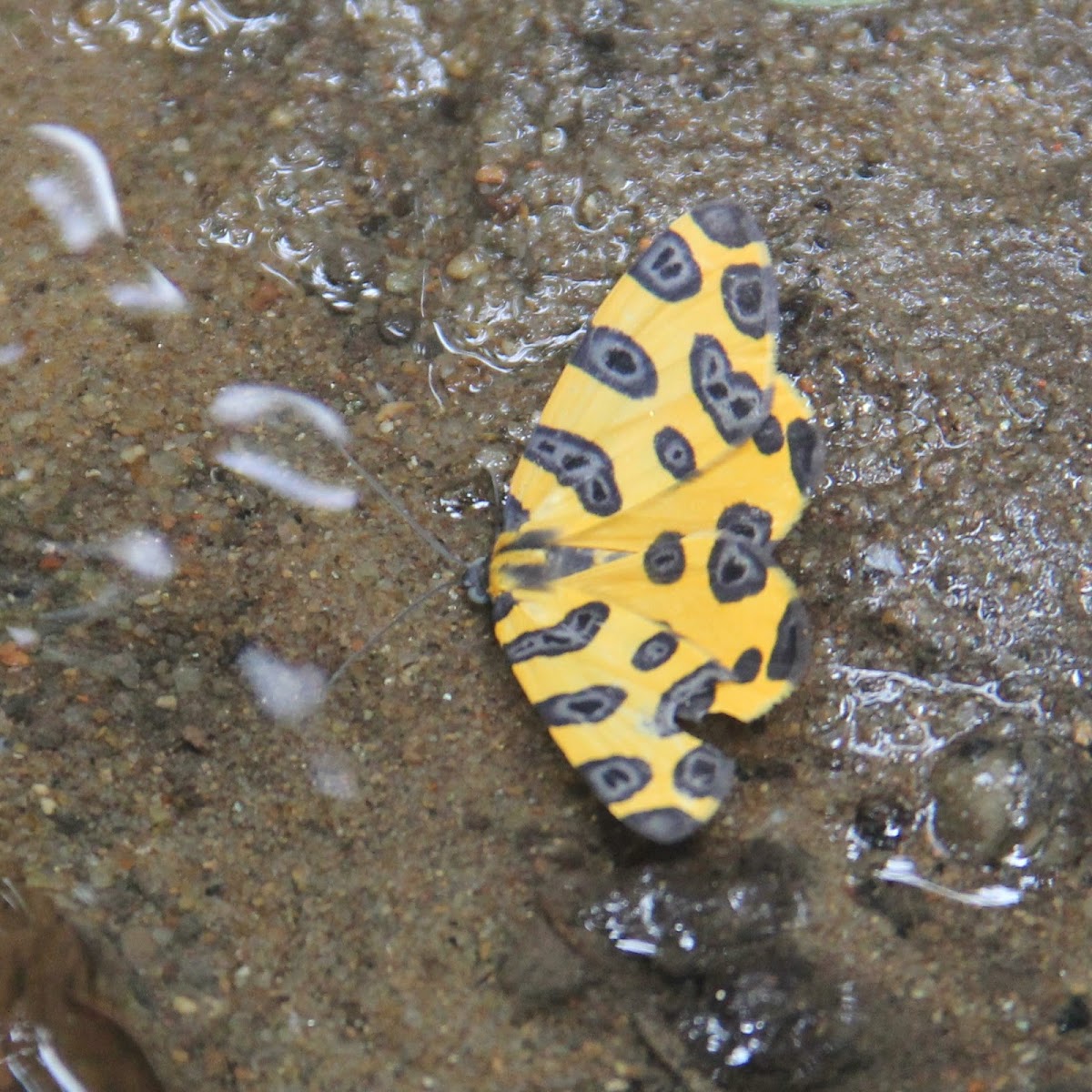 Mariposa Pantera - Panther Moth