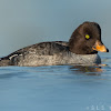 Barrow's goldeneyes