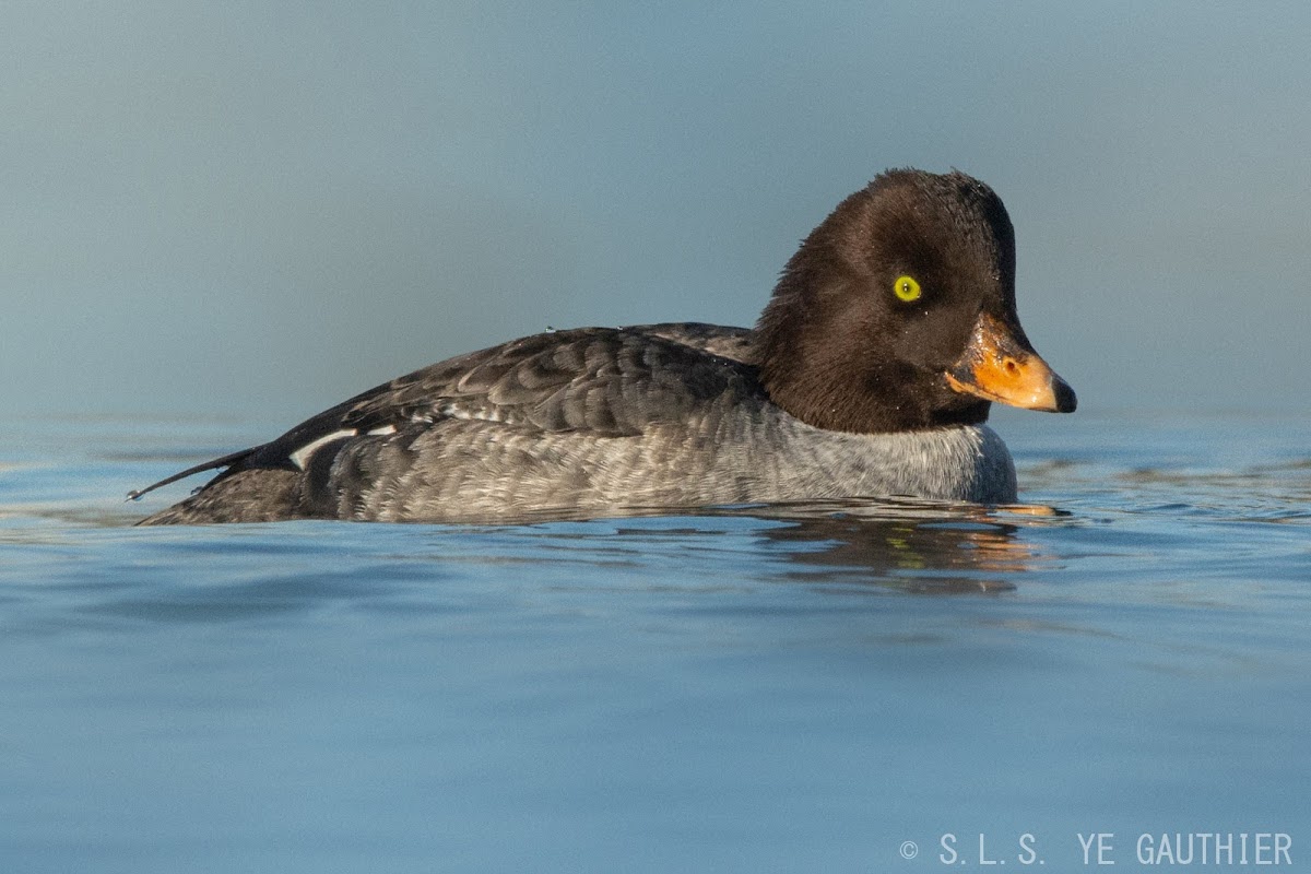 Barrow's goldeneyes