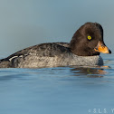 Barrow's goldeneyes