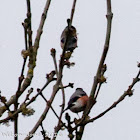 Bullfinch