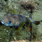 Spot-fin porcupinefish