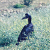 Abyssinian Ground Hornbill