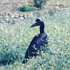 Abyssinian Ground Hornbill