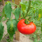 Item logo image for Original tomatoes