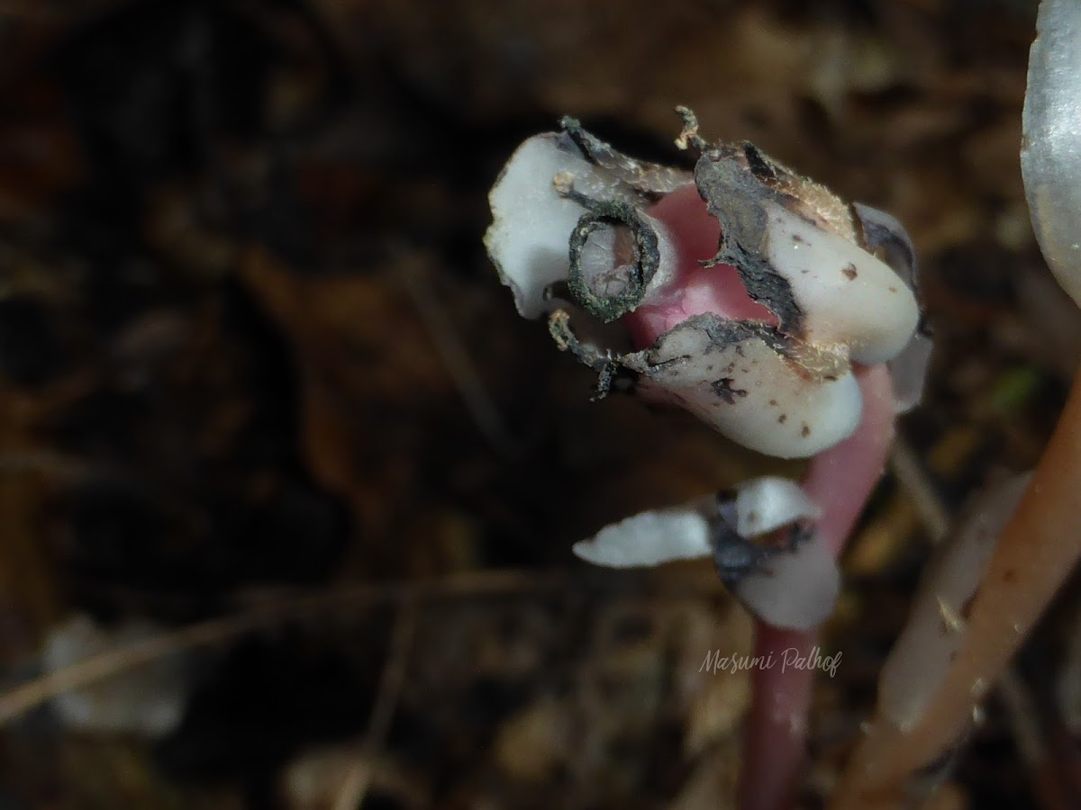 Ghost Plant