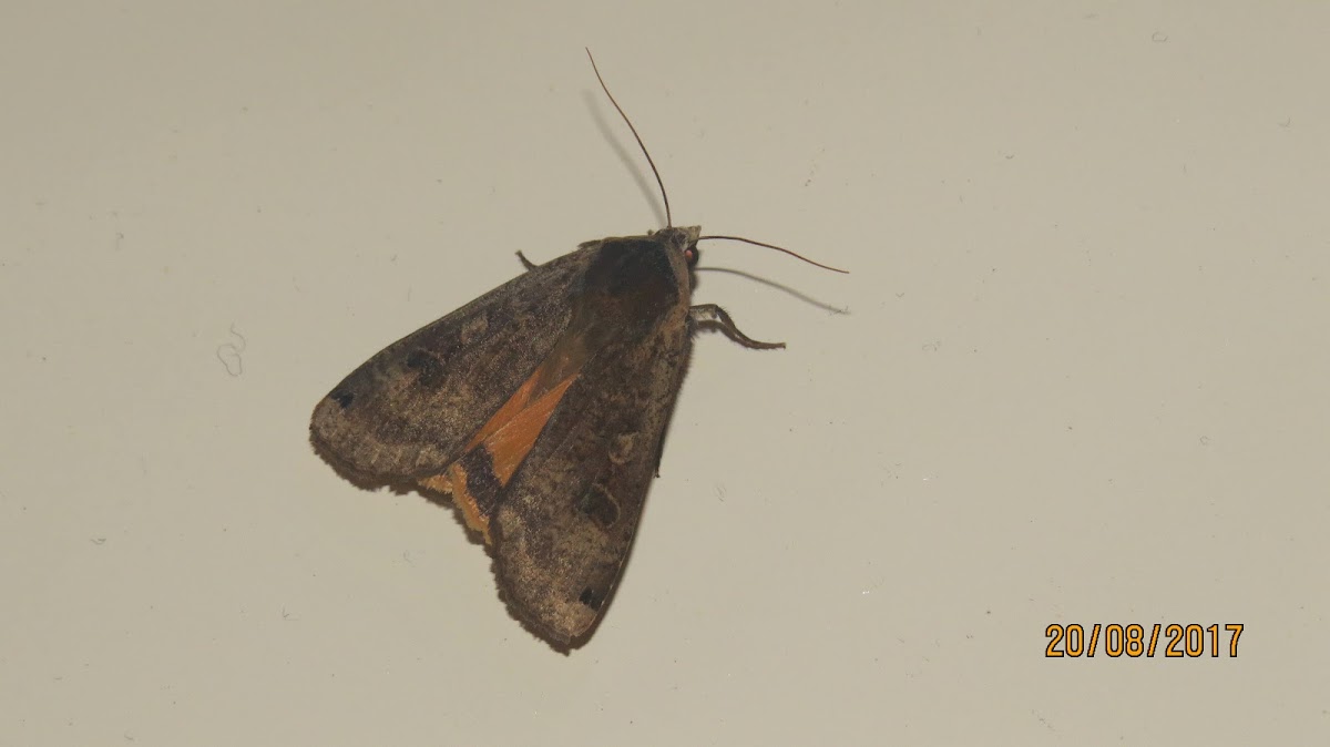 Large Yellow Underwing Moth