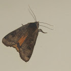 Large Yellow Underwing Moth