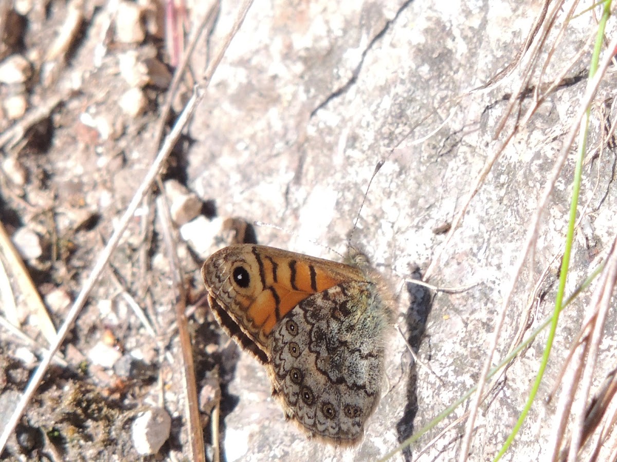 Wall Brown