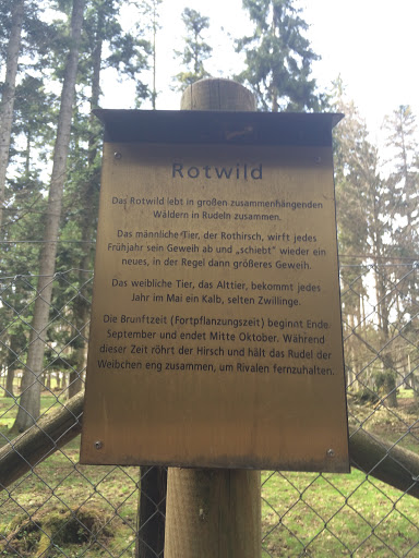 Rotwild