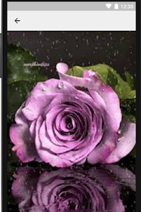 Rosas y Frases de Amor Gratis - náhled