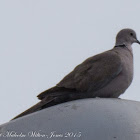 Collared Dove; Tórtola Turca