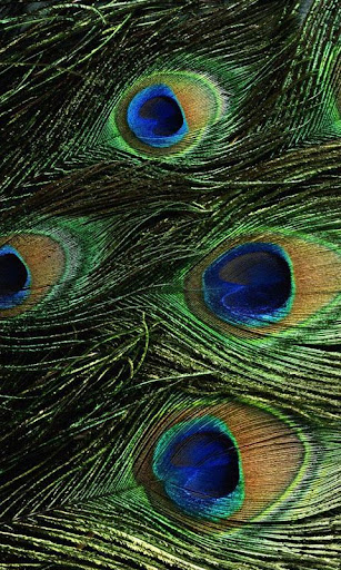 HD Peacock Feather Wallpaper