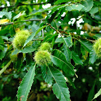 Ricci di castagne di 