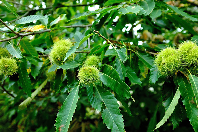 Ricci di castagne di utente cancellato