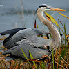 Great Blue Heron