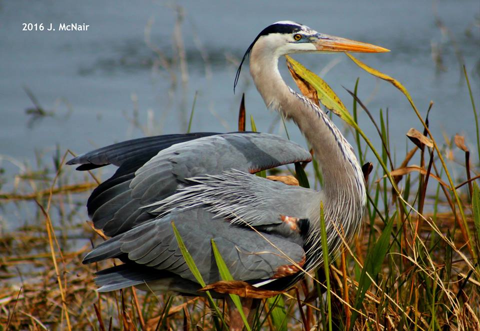 Great Blue Heron