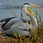 Great Blue Heron