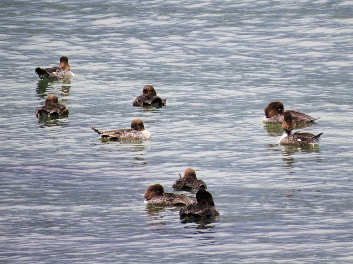 Barrow's Goldeneye