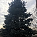 Blue Spruce