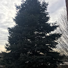 Blue Spruce