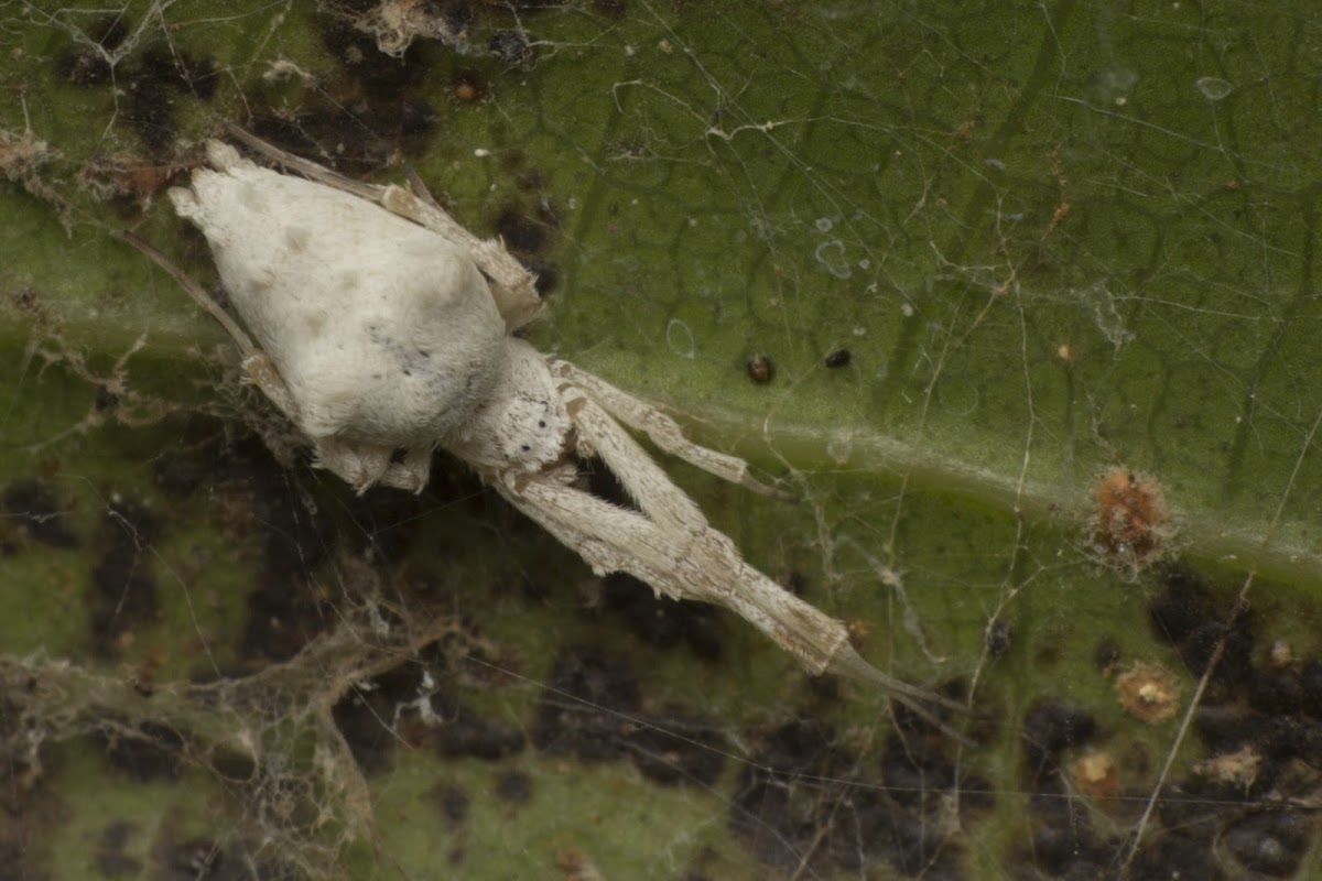 Hackled Orb Weaver