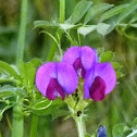 Spring Vetch