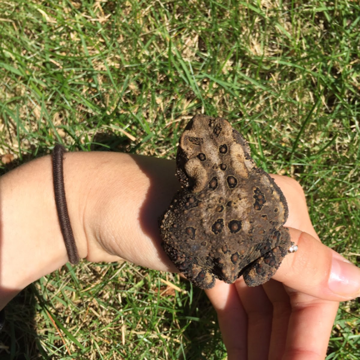 Eastern American toad