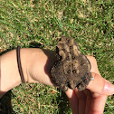 Eastern American toad