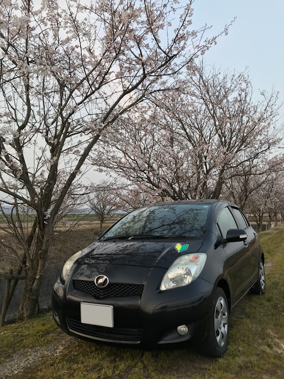 ヴィッツの#コラボ・#さくら・#桜・#もっと好きになりましたに関するカスタム事例の投稿画像1枚目