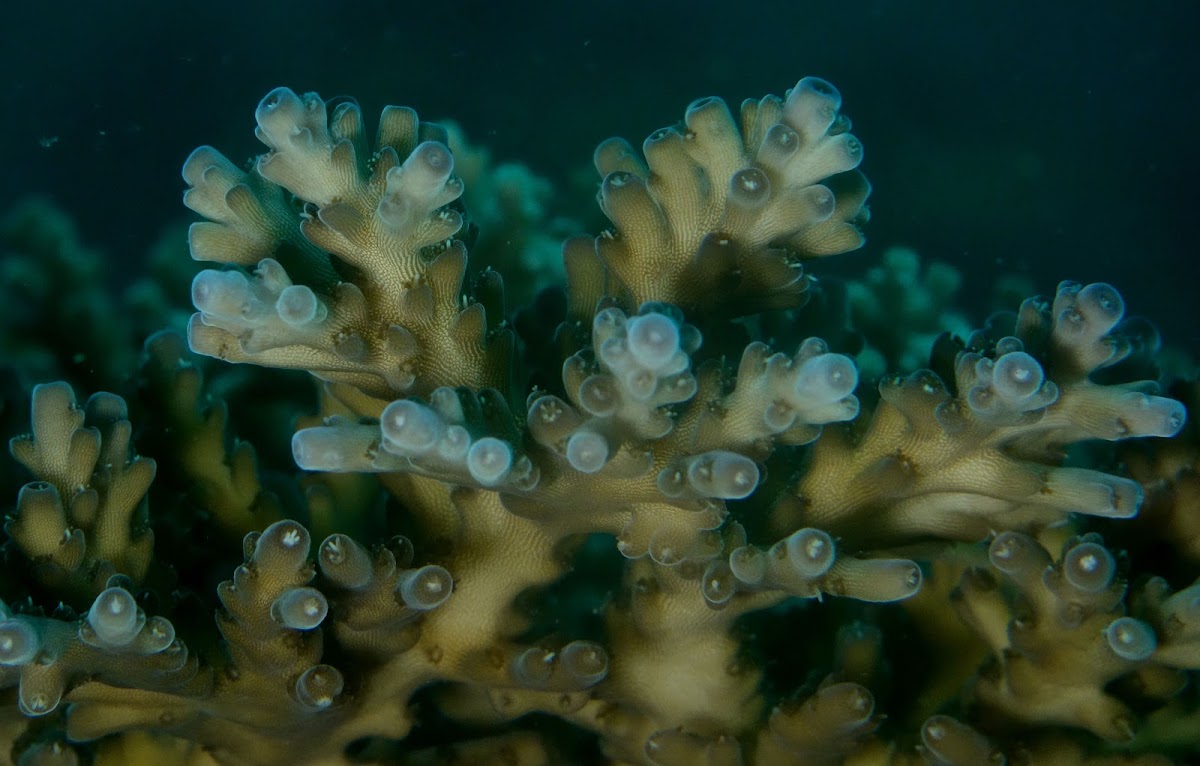 Acropora Coral