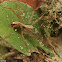 Nursery Web Spider