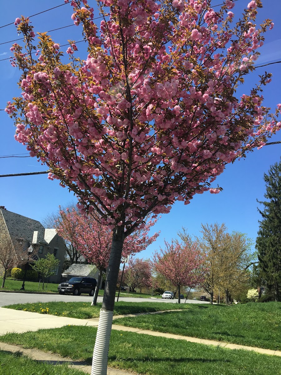 Kwanzan Flowering Cherry