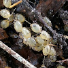 Florida leatherleaf slug eggs