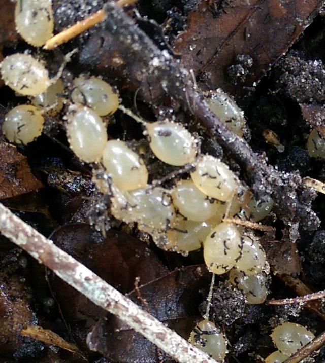 Florida leatherleaf slug eggs