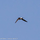 House Martin; Avión Común